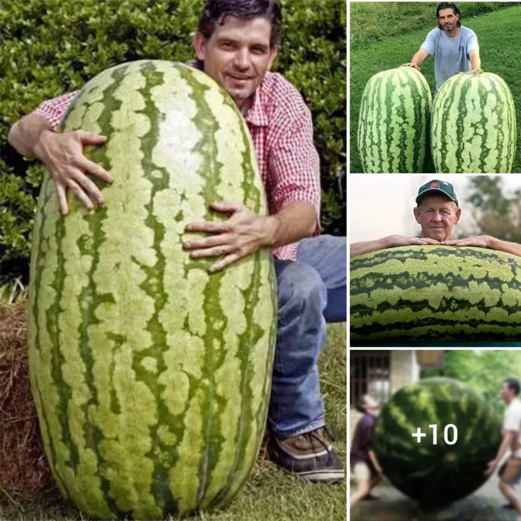 The Extraordinary Size of North America’s Watermelon