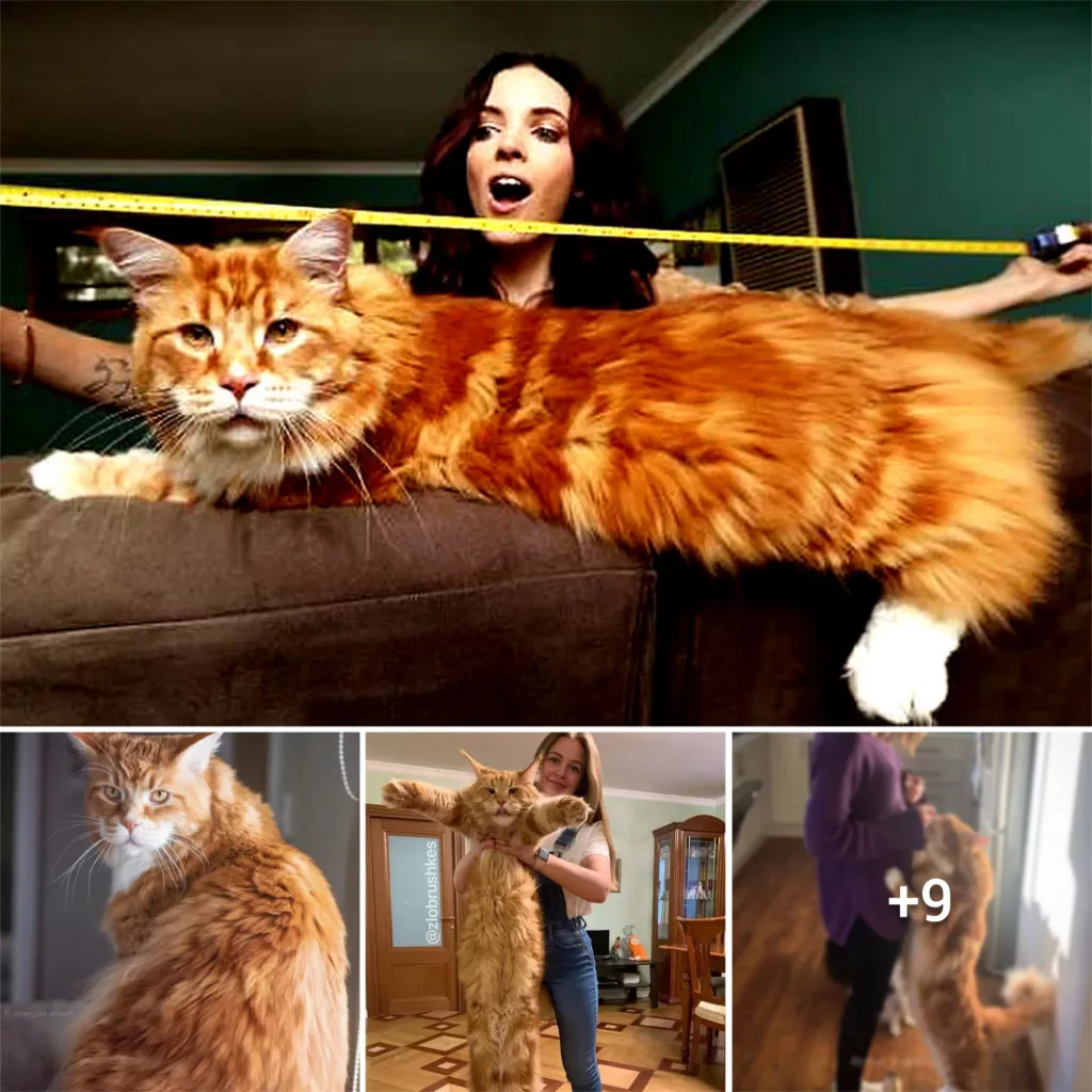 Introducing Halon – The Feline Star Who Holds the Record for Being the Longest in the World