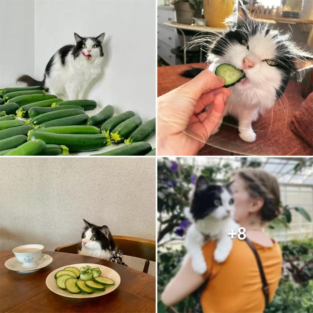 Introducing Mauri: The Enchanting Feline With an Obsession for Cucumbers
